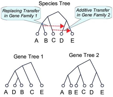 Additive And Replacing Transfers This Figure Shows The Evolution Of