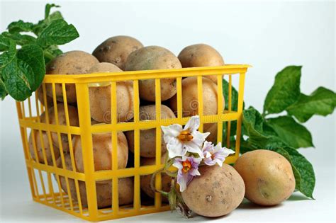 Colheita Batatas Maduras Na Caixa Amarela Foto De Stock Imagem De