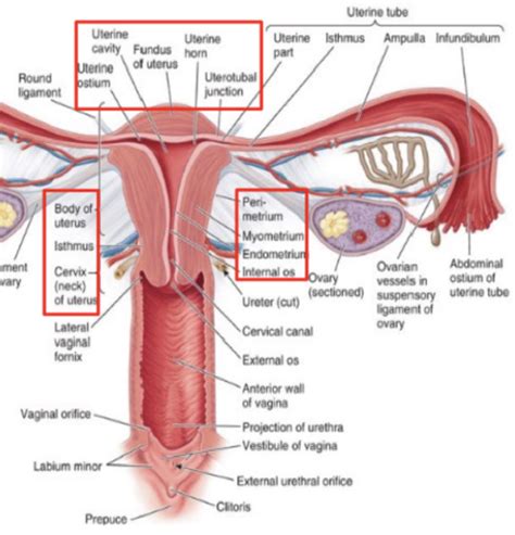 Female Internal Genital Organs Urogenital Triangle Flashcards Quizlet