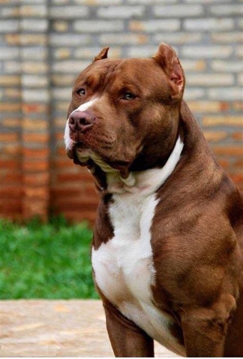 Pitbull Red Nose Marrom - American Pitbull Terrier Red Nose