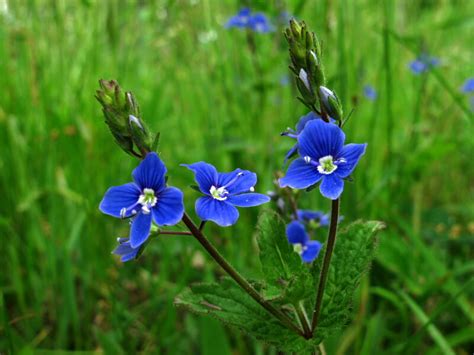 The Joyce Road Neighborhood Wildflower Bird S Eye Speedwell