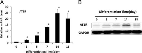 Figure 3 From Angiotensin II Promotes Cardiac Differentiation Of