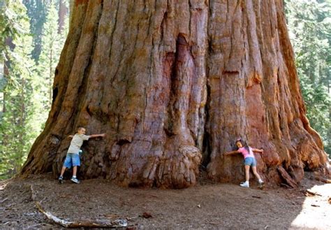 Big Tree Giant Redwood Sequoia Gigantea 40 Seeds