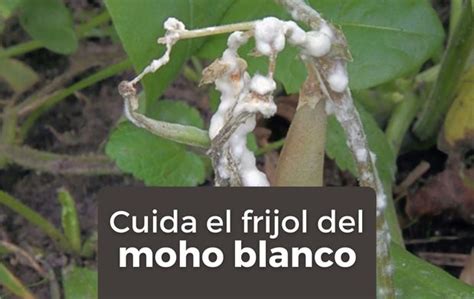 Moho Blanco O Salivazo Cuida Tu Frijol De Esta Enfermedad Secretar A