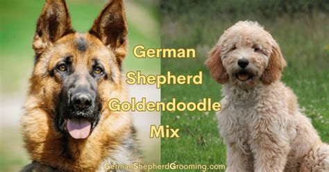 Malamute German Shepherd Mix Breed Info - German Shepherd Grooming