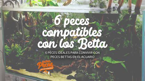 Peces Ideales Para Convivir Con Bettas En El Acuario