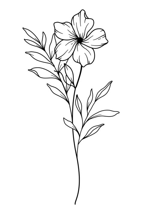 Primrose Flower Line Art Primrose Outline Illustration February Birth