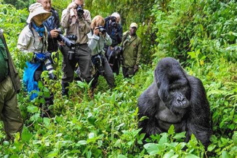 Silverback Gorilla Tracking Bwindi Impenetrable Forest National Park