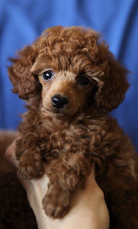 Best Teacup Toy Poodles Friends Images On Pinterest