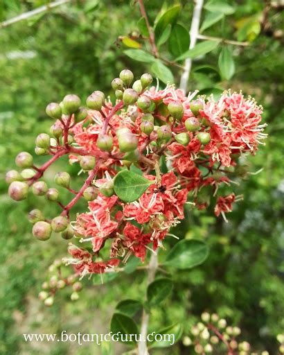 Henna Plant Botanic Guru