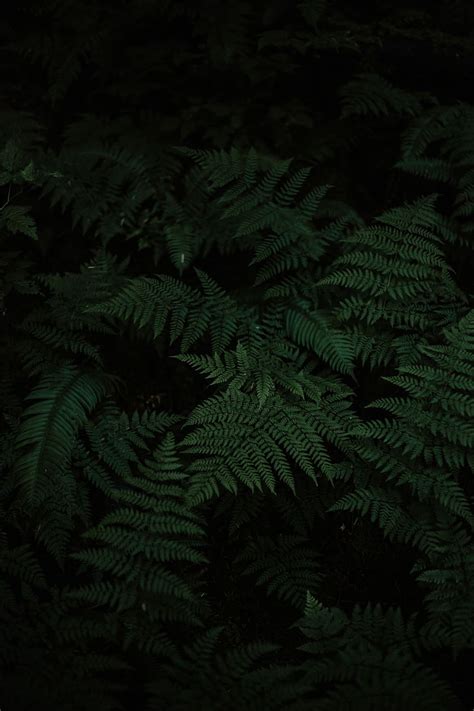 Hd Wallpaper K Oled Plants Fern Green Black Wallpaper Flare