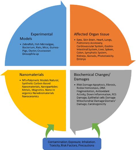 Toxicity Cycle Components For Nanotoxicity Causative Factors