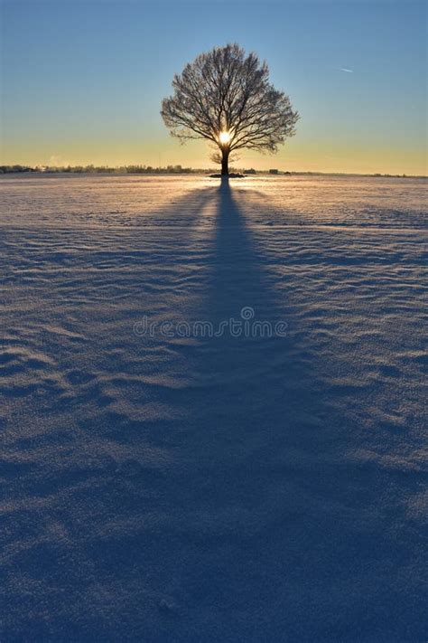 Landscape With A Lonely Naked Tree In A Winter Field Stock Photo Image Of Light Field 237241914