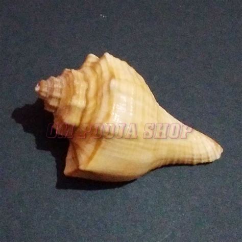 Small Puja Shankh Buy online Laghu Shankha from India