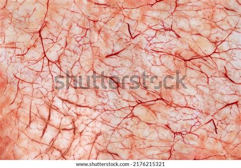 Animal Veins: Over 17,034 Royalty-Free Licensable Stock Photos ...