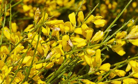 Images Gratuites Arbre La Nature Fleur Prairie Floraison Buisson