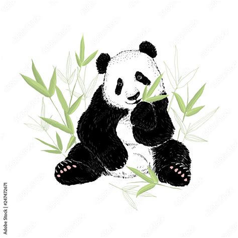 Cute Panda Bear Eating Bamboo Leaves Vector Illustration Isolated On