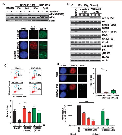 Figure From The Dual Pi K Mtor Inhibitor Nvp Bez Is A Potent