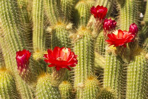 10 Beautiful Botanical Gardens in Arizona!