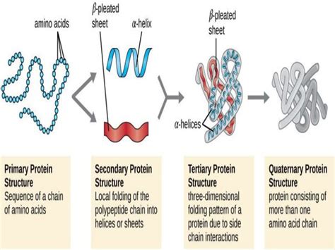 Which Of The Following Begins The Process Of Denaturing Proteins Kendal Has Mcgee