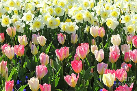 Daffodils And Tulips In Early Spring Photograph By Dora Sofia Caputo Pixels