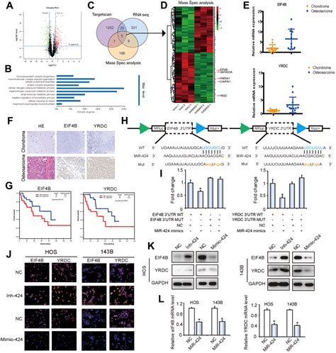 A Novel Circular Rna Circrbms Regulates Proliferation And Metastasis