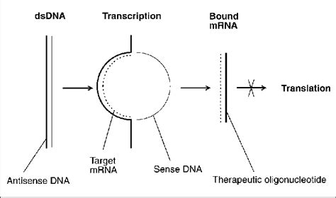 Antisense RNA. Antisense oligonucleotides bind the target to the ... 