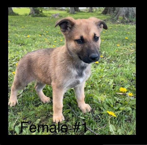 German Shepherd Belgian Malinois Puppies | Dogs & Puppies for Rehoming ...