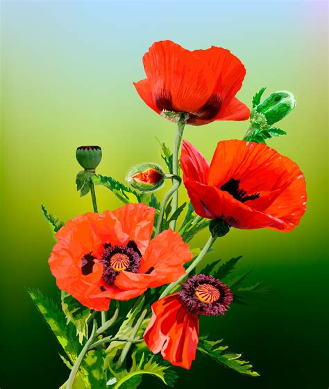 Маки и другое! - Demiart