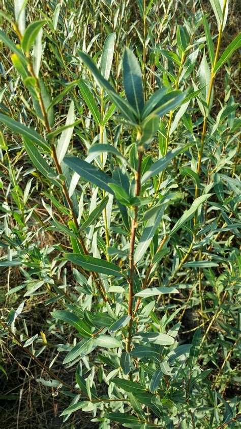 Hybrid Willow Salix Deciduous Trees Cold Stream Farm Salix Hot Sex