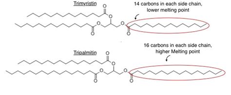 Structure Of Trimyristin