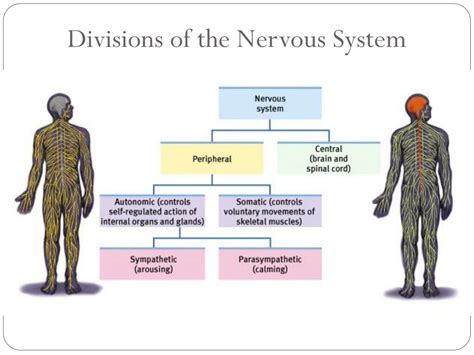 Ppt Divisions Of The Nervous System Powerpoint Presentation Free