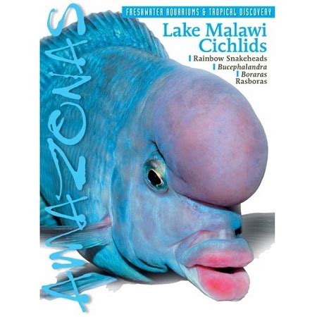 Amazonas Magazine - Lake Malawi Cichlid