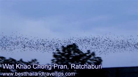 Bats Flying Out Of Cave Near Wat Khao Chong Pran YouTube