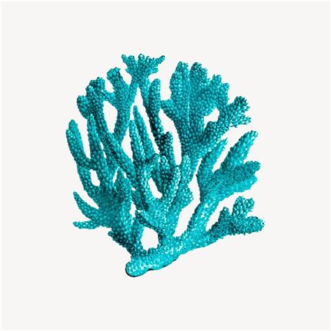 Coral Images | Free Photos, PNG Stickers, Wallpapers & Backgrounds ...