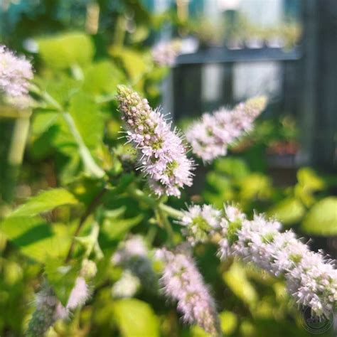 Mentha Spicata