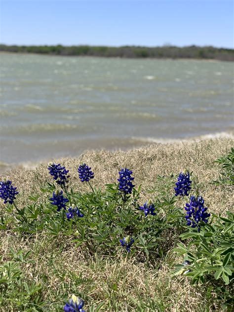 Bluebonnet Festivals in Texas to Visit With Family (Updated 2024 ...