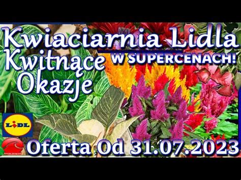 Lidl Od Poniedzia Ku Kwiaciarnia Lidla Tanie Kwiaty