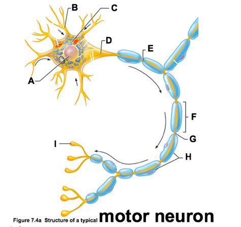 Motor Neuron Diagram Unlabeled