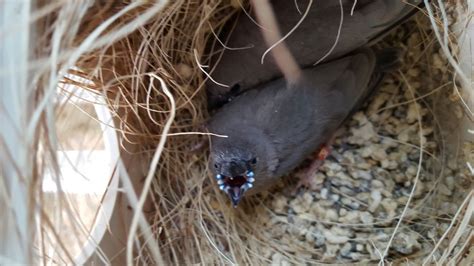 Part 4 Gouldian Finch Breeding Planet Aviary