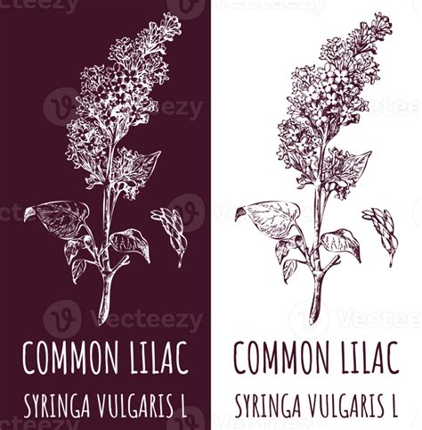 Drawings Common Lilac Hand Drawn Illustration Latin Name Syringa Vulgaris L 32210582 Png