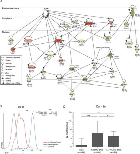 Il R Regulated Expression Of Tdt And Igh Junctional Processing A