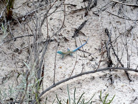 Wsnm Blue Whiptail Lizard The Color Of The Lizard Is An Environmental