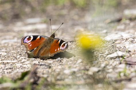 European Peacock Inachis Io Insect - Free photo on Pixabay - Pixabay