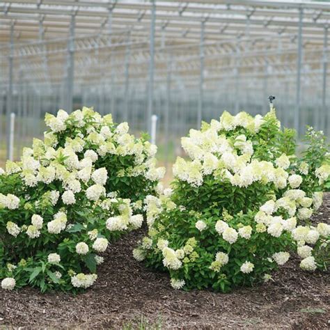 Hydrangea Paniculata Color Choice Zinfin Doll Panicle H Siteone