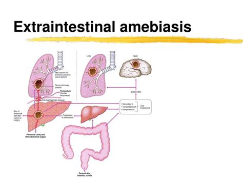 Ppt Entamoeba Histolytica Powerpoint Presentation Id1742606