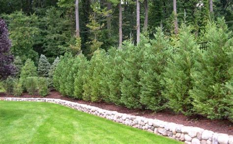 Take Care Of Your Evergreens Under The Ground Thuja Green Giant