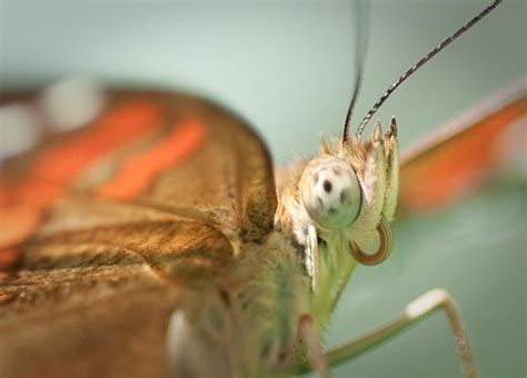 Butterfly Close Ups Butterfly Nightmares