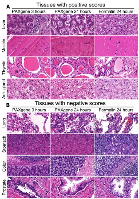 Morphology Of Various Normal Tissues Figure 1a Shows H E Stains In