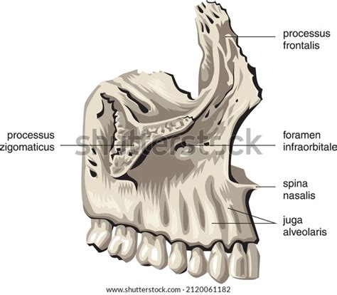jaw mandibular mouth view dentistry anatomy stock vector royalty